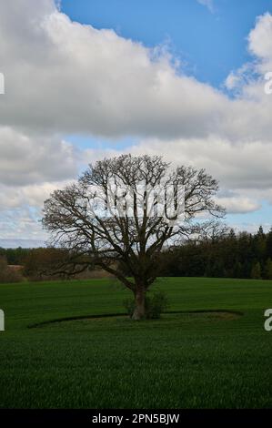 Lone tree with no leaves in countryside in England under blue sky with clouds Stock Photo