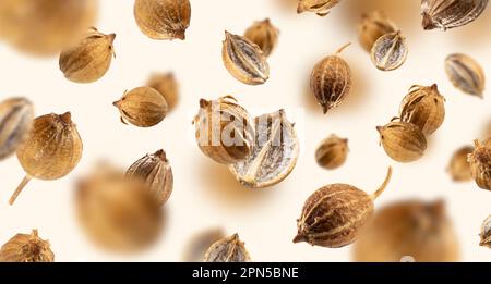Falling Organic dried coriander seeds float on a beige background for recipes. Floating in the air food Creative concept. Spicy and Fragrant Seasoning Stock Photo