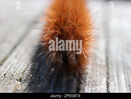 a close-up of a caterpillar on wood Stock Photo