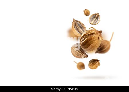 Levitation Organic dried coriander seeds float on a white background. Floating in the air food modern Creative concept. Spicy and Fragrant Seasoning. Stock Photo