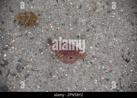 Newark, New Jersey, USA. 16th Apr, 2023. Blood is seen spattered at the crime scene on the sidewalk. Authorities investigate a shooting on Clinton Place and Millington Avenue. Police found a person with a gunshot wound, no further information was immediately available from Newark police or the Essex County Prosecutor's Office. (Credit Image: © Kyle Mazza/SOPA Images via ZUMA Press Wire) EDITORIAL USAGE ONLY! Not for Commercial USAGE! Credit: ZUMA Press, Inc./Alamy Live News Stock Photo