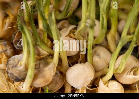 sprouted peas covered with mold and fungus, a close-up of a grown micro-greenery that has deteriorated and started to rot Stock Photo