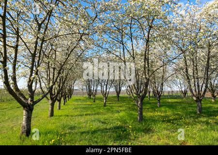 White flowering cherry tree plantation, bird cherry or sweet cherry (Prunus avium) with yellow flowering dandelion, common dandelion (Taraxacum Stock Photo