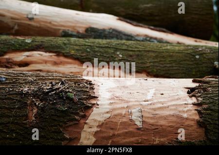 Pile of chopped down logs lying horizontal lengthwise Stock Photo