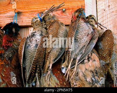 Eurasian Woodcock (Scolopax rusticola) and Common Pheasant (Phasianus colchicus) dead adults, hanging in game larder, shot during gamebird shoot Stock Photo