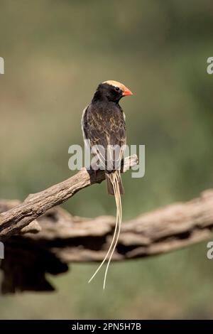 Straw-tailed Whydah (Vidua fischeri), male, Ndutu, Serengeti, Tanzania Stock Photo