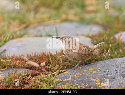 Cobb's Wren (Troglodytes cobbi) adult, standing on stone, Sea Lion Island, Falkland Islands Stock Photo