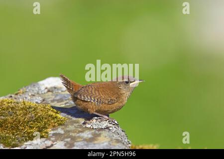 Shetland wren (Troglodytes troglodytes zetlandicus), juvenile, perched on rocks, Mousa Island, Shetland Islands, Scotland, Great Britain Stock Photo