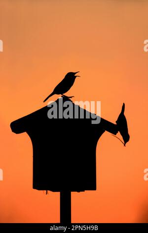 House Wren (Troglodytes aedon) adult pair, calling and bringing nesting material to nestbox, silhouetted at sunrise (U.) S. A Stock Photo