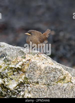 Shetland wren (Troglodytes troglodytes zetlandicus), juvenile, perched on a rock on the foreshore, Western Mainland, Shetland Islands, Scotland Stock Photo