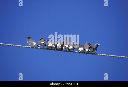 White-breasted woodswallow (Artamus leucorynchus), White-bellied Woodswallow, White-bellied Woodswallow starling, songbirds, animals, birds, White Stock Photo
