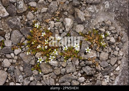 Norwegian sandwort, Clove family, Arctic sandwort (Arenaria norvegica ssp. norvegica) flowering, growing on limestone, The Burren, County Clare Stock Photo