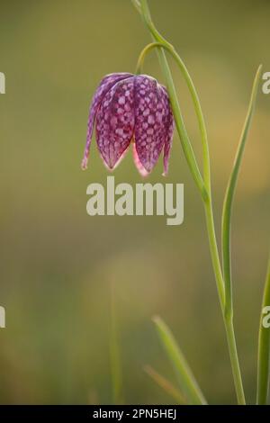 Chess flower, Chessboard flower, Lapwing, Lily family, Snake's Head Fritillary (Fritillaria meleagris) close-up of flower, Derbyshire, England, spring Stock Photo