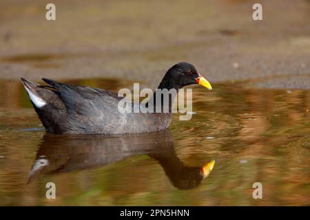 Red-fronted Coot (Fulica rufifrons), Australia Stock Photo - Alamy