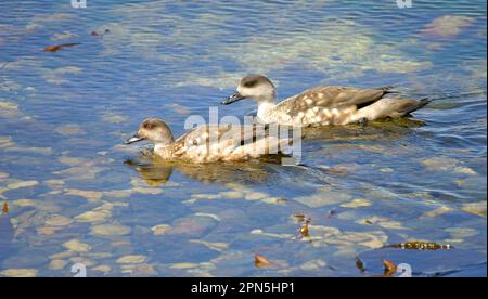 Patagonian crested duck (Lophonetta specularioides), Patagonian Crested Duck, Crested Duck, Crested Ducks, endemic, Ducks, Goose Birds, Animals Stock Photo