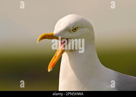 Herring Gull mating behaviour Stock Photo - Alamy