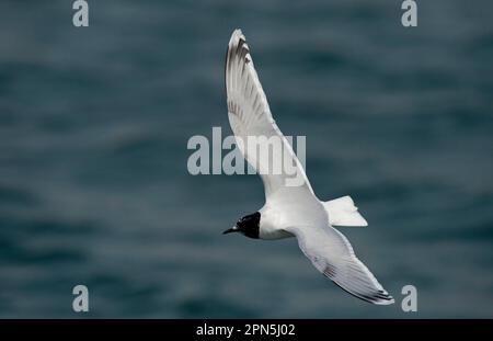 Little Gull (Larus minutus) immature, second summer plumage, in flight over water, Seaforth, Merseyside, England, United Kingdom Stock Photo