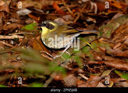 Yellow-throated Scrubwren (Sericornis citreogularis) adult male, on forest floor, Lamington N. P. Queensland, Australia Stock Photo