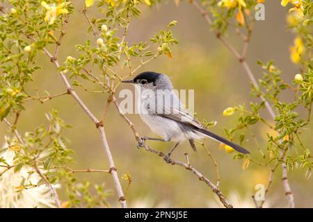 Black-tailed Gnatcatcher (Polioptila melanura) adult male, perched in mesquite (U.) S. A Stock Photo