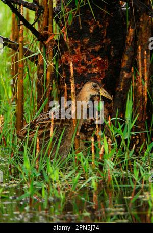 Watercock (Gallicrex cinerea), watercocks, rails, animals, birds, Watercock adult male, non-breeding plumage, wading in marsh, Sri Lanka Stock Photo