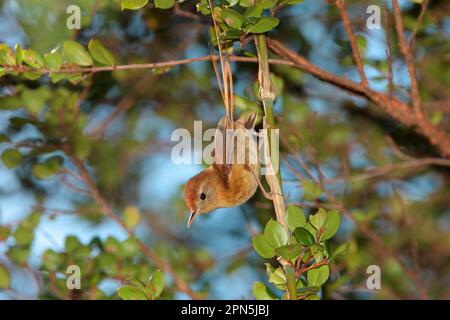 Des Murs's Wiretail (Sylviorthorhynchus desmursii) adult, clinging to stem, Llao Llao, Neuquen, Argentina Stock Photo