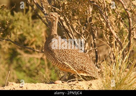 Elegant Crested Tinamou (Eudromia elegans) adult, standing, Valdes Peninsula, Chubut, Argentina Stock Photo