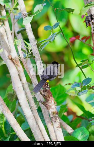 Yellow-thighed Sparrow, Yellow-thighed Sparrows, Songbirds, Animals, Birds, Buntings, Yellow-thighed Finch (Pselliophorus tibialis) adult, perched on Stock Photo