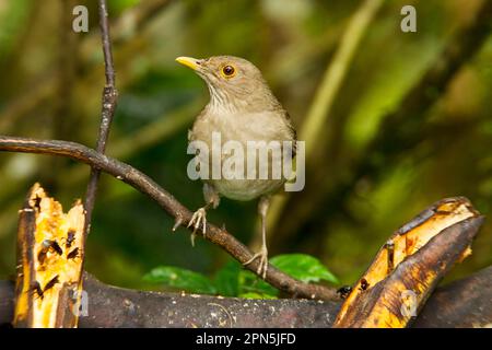 Adult Ecuadorian thrush (Turdus maculirostris), on a branch at a feeding station in montane rainforest, Andes, Ecuador Stock Photo