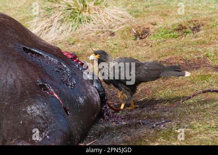 Striated Caracara (Phalcoboenus australis), feeding on dead elephant seal Stock Photo