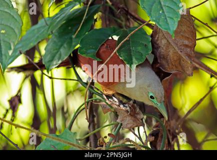 Raffles' Malkoha (Rhinortha chlorophaea chlorophaea), adult female, foraging under dead leaves, Taman Negara N. P. Titiwangsa Mountains, Malay Stock Photo