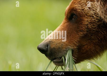 Grizzly Bear (Ursus arctos horribilis) adult, close-up of head, feeding on sedges in clearing of temperate coastal rainforest, Inside Passage, Coast Stock Photo