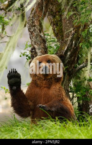 Grizzly Bear (Ursus arctos horribilis) adult, scratching back against Pacific Crabapple (Malus fusca) trunk, in clearing of temperate coastal Stock Photo