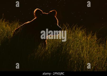 Grizzly Bear (Ursus arctos horribilis) adult, surrounded by blackflies, backlit in evening sunlight, sitting in clearing of temperate coastal Stock Photo