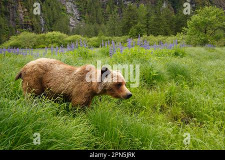 Grizzly Bear (Ursus arctos horribilis) adult, standing near Nootka Lupin (Lupinus nootkatensis) flowering in clearing of temperate coastal Stock Photo