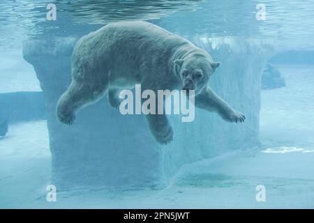 polar bear, polar bears (Ursus maritimus) polar bears bears, predators, mammals, animals, Polar Bear adult, swimming underwater, Singapore Zoo Stock Photo