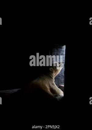 polar bear, polar bears (Ursus maritimus) polar bears bears, predators, mammals, animals, Polar Bear adult, waiting to be fed, Singapore Zoo Stock Photo