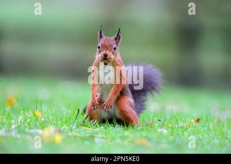 Eurasian red eurasian red squirrel (Sciurus vulgaris) adult, with hazelnut in mouth, standing on garden lawn in rain, Newlands Valley, near Keswick Stock Photo