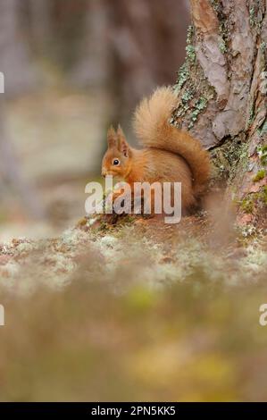 Eurasian red eurasian red squirrel (Sciurus vulgaris), adult, sitting at the foot of the trunk of scots pine (Pinus sylvestris) in a coniferous Stock Photo