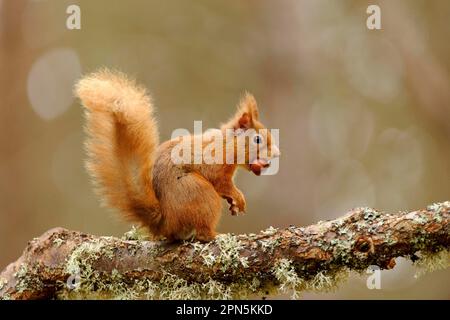 Eurasian red eurasian red squirrel (Sciurus vulgaris) adult, with hazelnut in mouth, sitting on a lichen-covered branch in coniferous forest, Glen Stock Photo