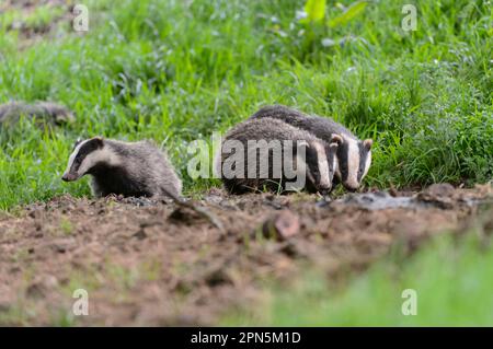 Eurasian Badger (Meles meles) adult and cubs, standing near sett, Blithfield, Staffordshire, England, United Kingdom Stock Photo