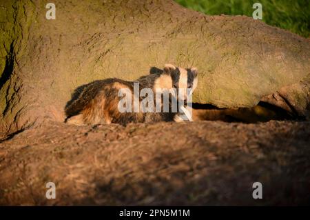 Eurasian Badger (Meles meles) adult and cub, looking out from sett entrance, Blithfield, Staffordshire, England, United Kingdom Stock Photo