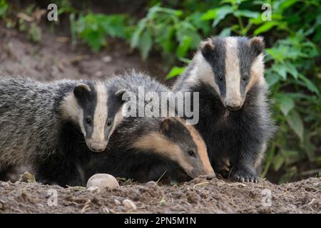 Eurasian Badger (Meles meles) three cubs, standing at sett entrance, Blithfield, Staffordshire, England, United Kingdom Stock Photo