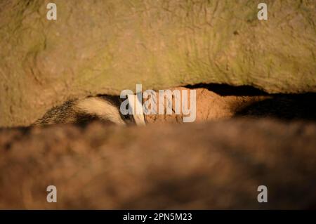 Eurasian Badger (Meles meles) cub, looking out from sett entrance, Blithfield, Staffordshire, England, United Kingdom Stock Photo