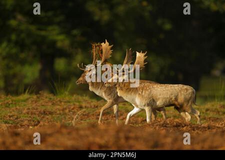 Fallow Bucks Rut Fallow Deer bucks in parallel walk during the rut Stock Photo - Alamy