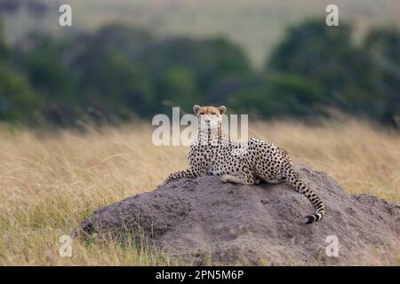 Acinonyx jubatus fearsoni, East African cheetah, East African cheetahs, predators, mammals, animals, Cheetah (Acinonyx jubatus raineyii) adult Stock Photo