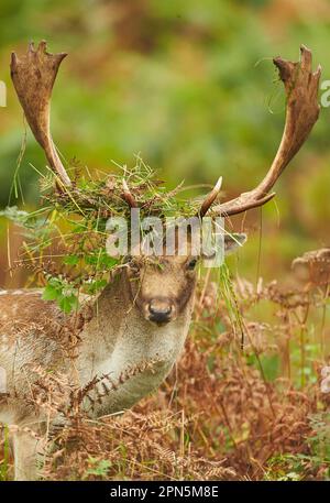 Fallow deer (Dama dama) mature buck, close-up of head, with antlers covered with bracken and grass for display during the rut, Leicestershire Stock Photo