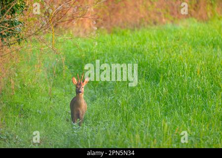 Western Roe Deer (Capreolus capreolus) buck, standing in field at dawn, Italy Stock Photo