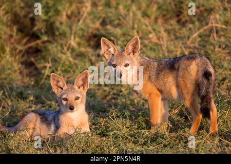 Black-backed jackals (Canis mesomelas), Jackal, Jackals, Canidae, Predators, Mammals, Animals, Black-backed Jackal two cubs, laying and standing in Stock Photo