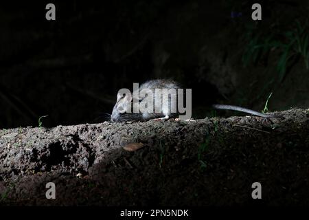 Brown brown rat (Rattus norvegicus) adult, standing on the forest floor at night, Warwickshire, England, United Kingdom Stock Photo