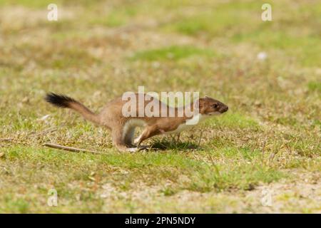 Ermine (Mustela erminea), stoats, large weasel, weasel, marten, predators, mammals, animals, stoat adult, running, Minsmere RSPB Reserve, Suffolk Stock Photo